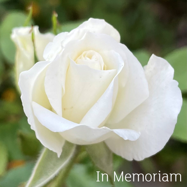 In memoriam, a white rose