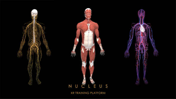 Digital illustration of the human nervous, muscular, and circulatory systems displayed side by side.